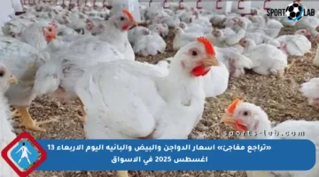 «تراجع مفاجئ» أسعار الدواجن والبيض والبانية اليوم الأربعاء 13 أغسطس 2025 في الأسواق
